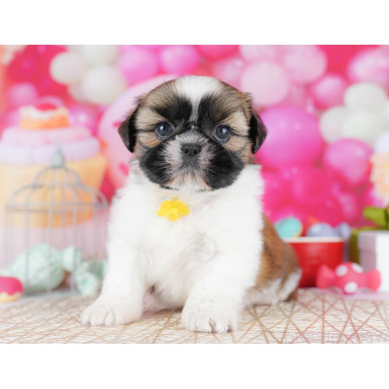 販売中の千葉県のシーズー-436196