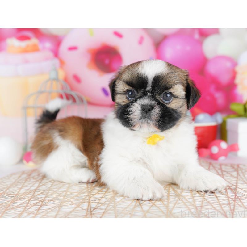 販売中の千葉県のシーズー-436196の11枚目