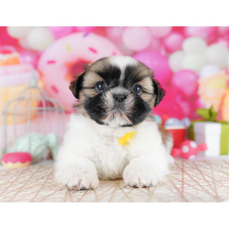 販売中の千葉県のシーズー-436196の10枚目