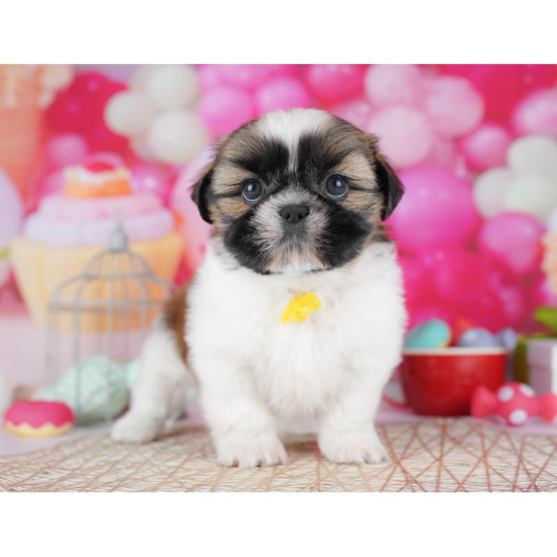 販売中の千葉県のシーズー-436196の9枚目