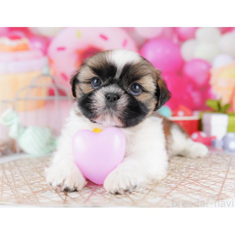 販売中の千葉県のシーズー-436196の8枚目