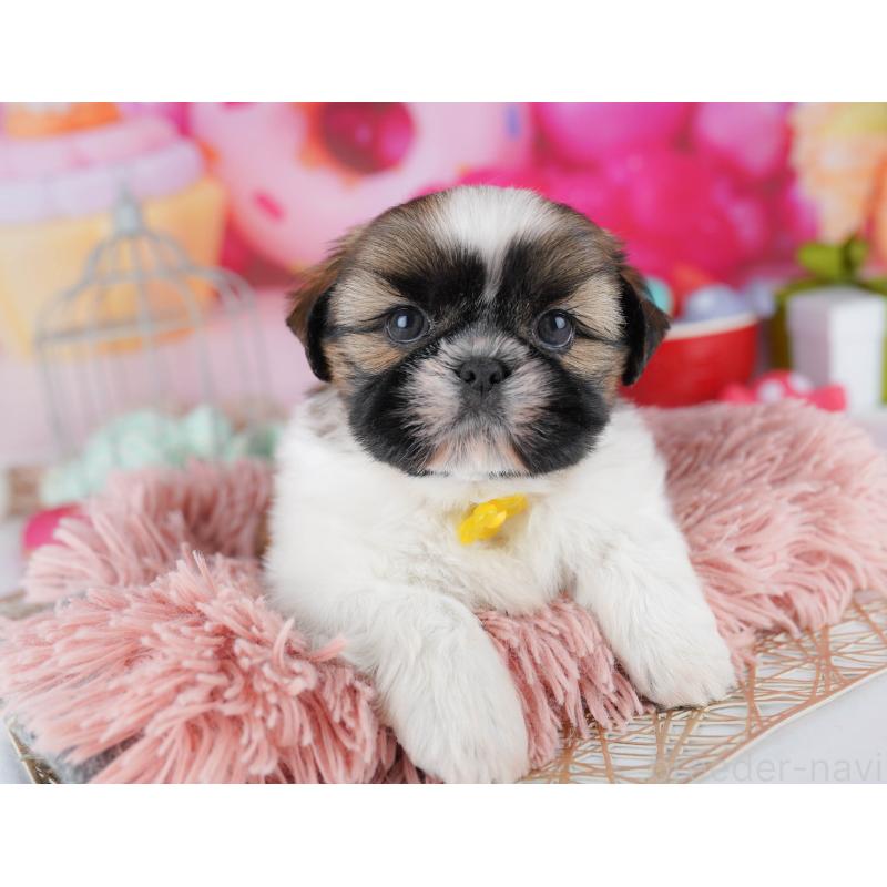 販売中の千葉県のシーズー-436196の7枚目