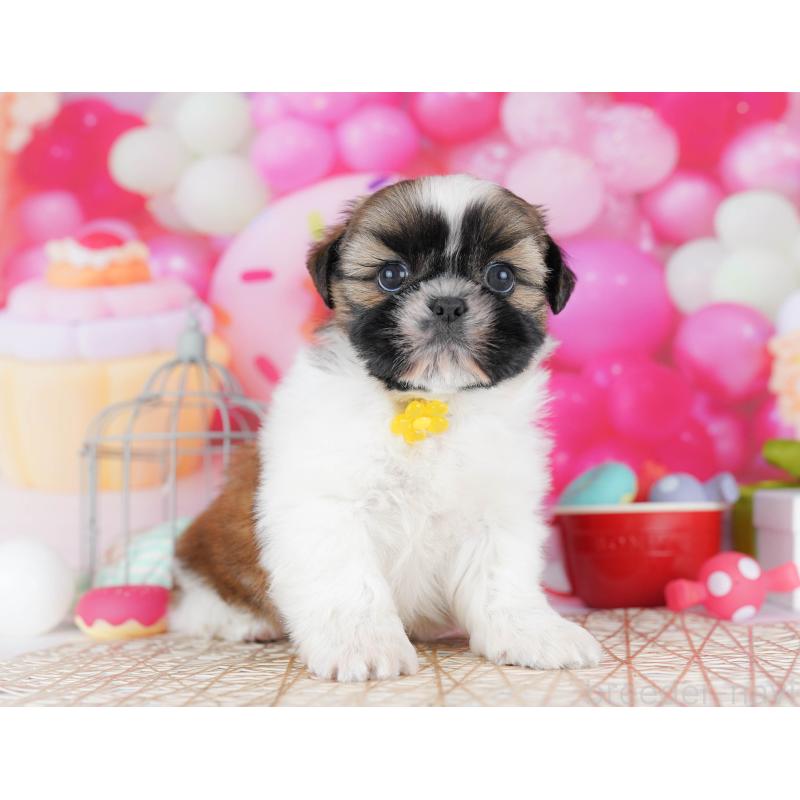 販売中の千葉県のシーズー-436196の5枚目