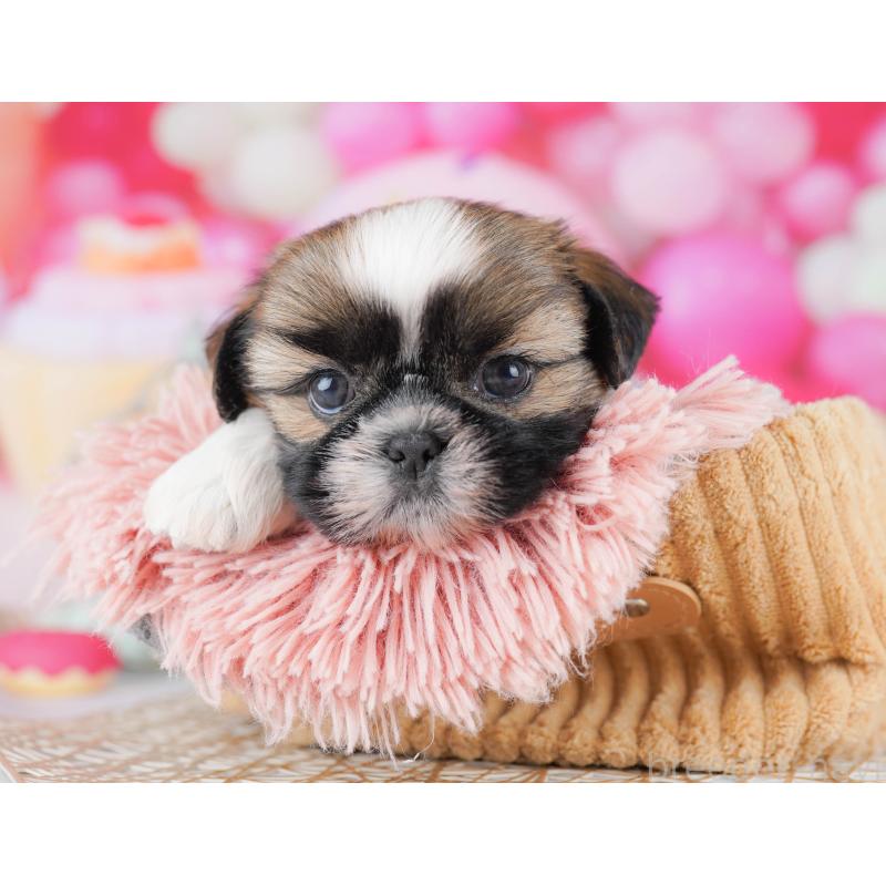 販売中の千葉県のシーズー-436196の4枚目