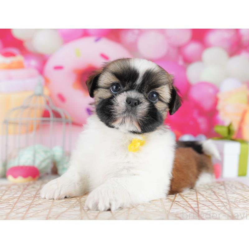 販売中の千葉県のシーズー-436196の3枚目