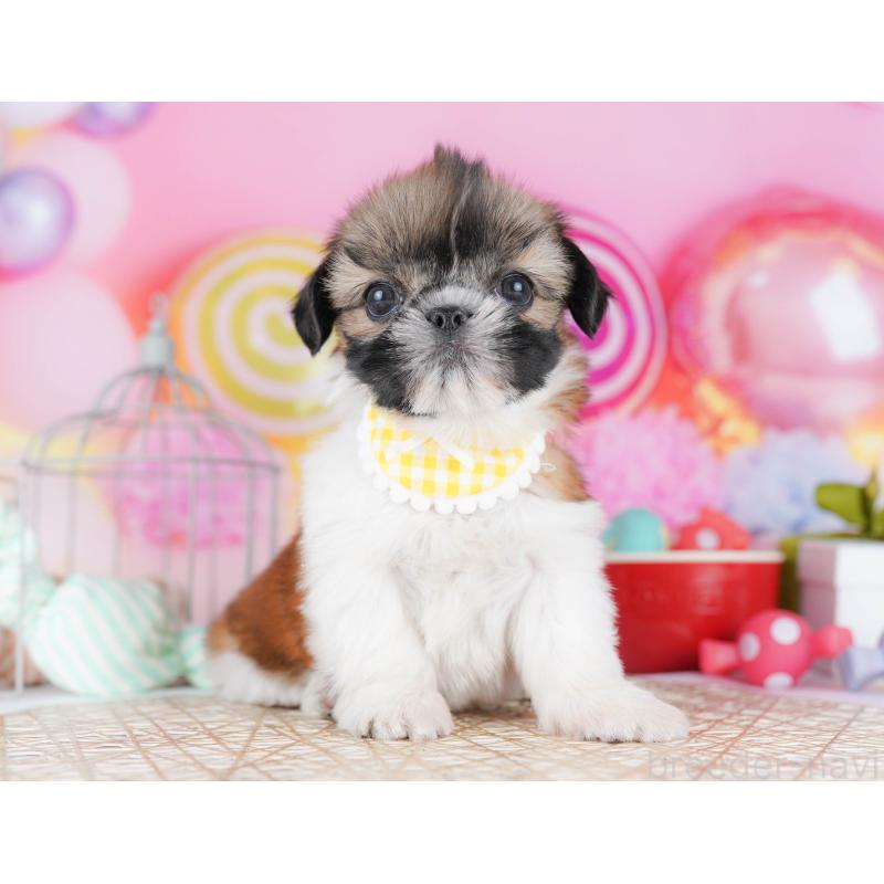 販売中の千葉県のシーズー-436195の1枚目