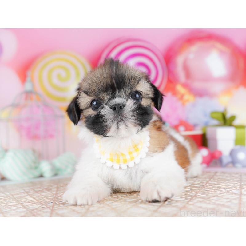 販売中の千葉県のシーズー-436195の10枚目