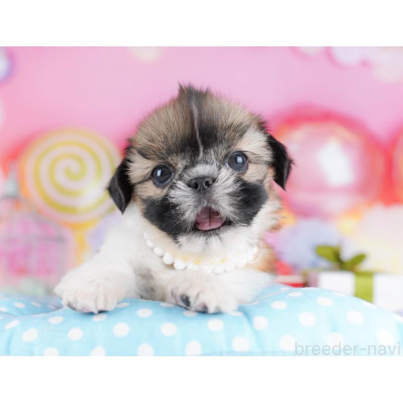 販売中の千葉県のシーズー-436195の9枚目