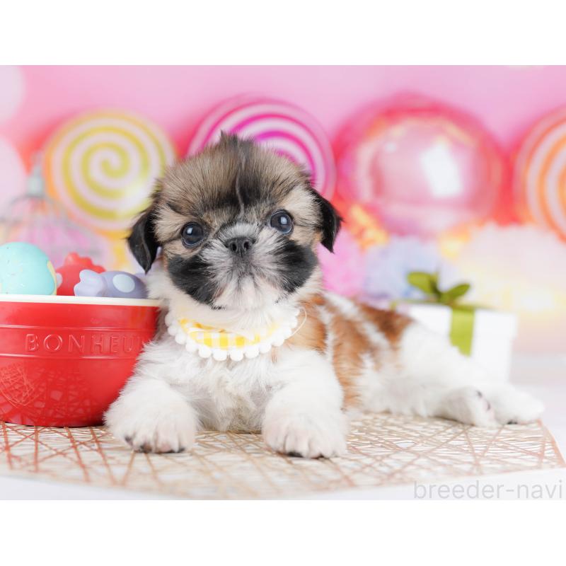 販売中の千葉県のシーズー-436195の7枚目