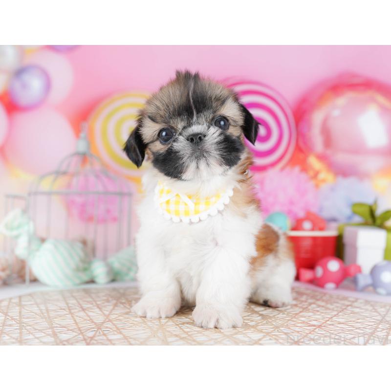 販売中の千葉県のシーズー-436195の6枚目