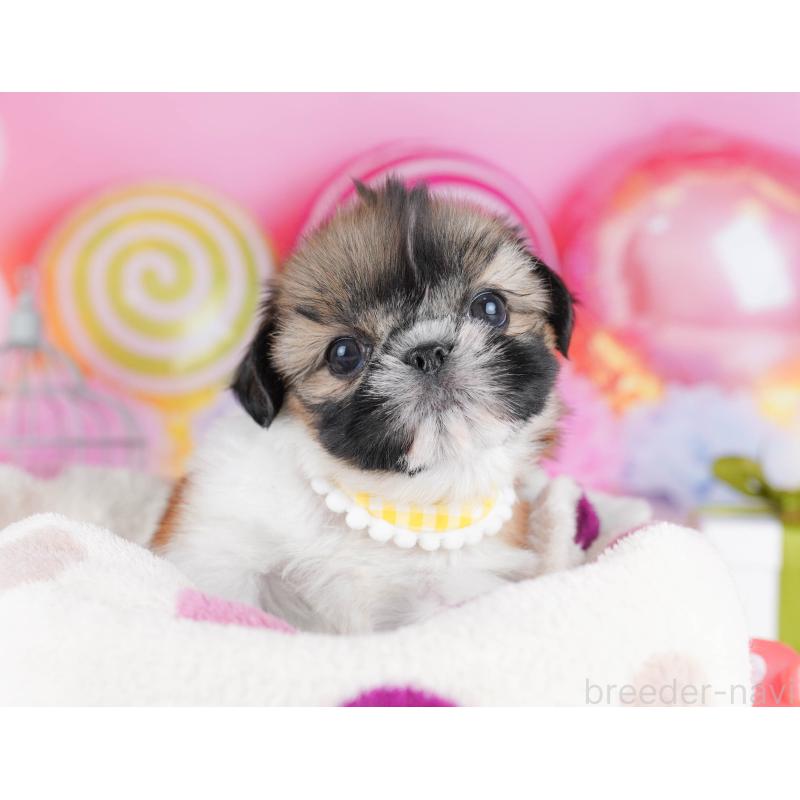 販売中の千葉県のシーズー-436195の5枚目