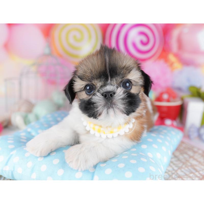 販売中の千葉県のシーズー-436195の4枚目