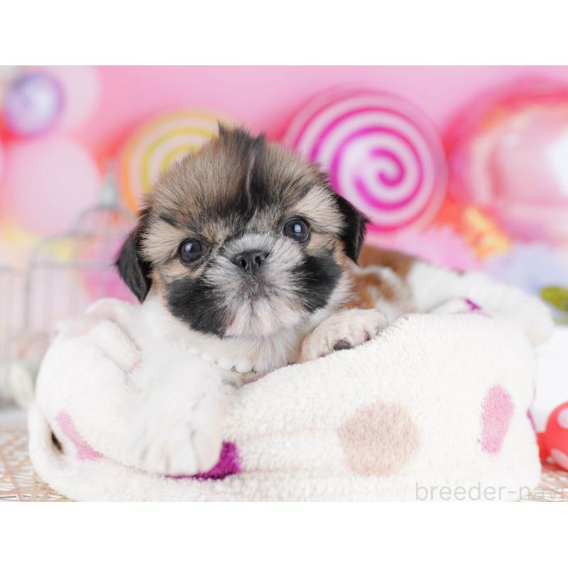 販売中の千葉県のシーズー-436195の3枚目