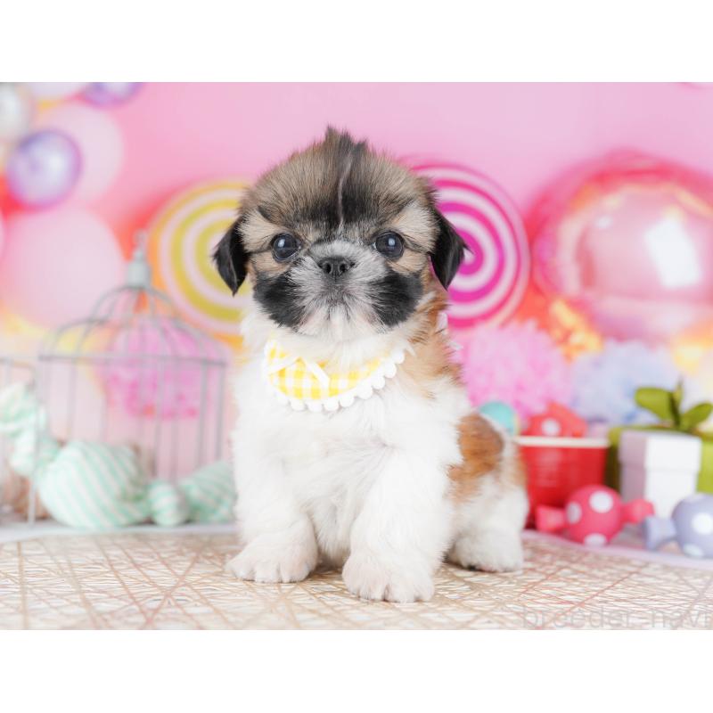 販売中の千葉県のシーズー-436195の2枚目