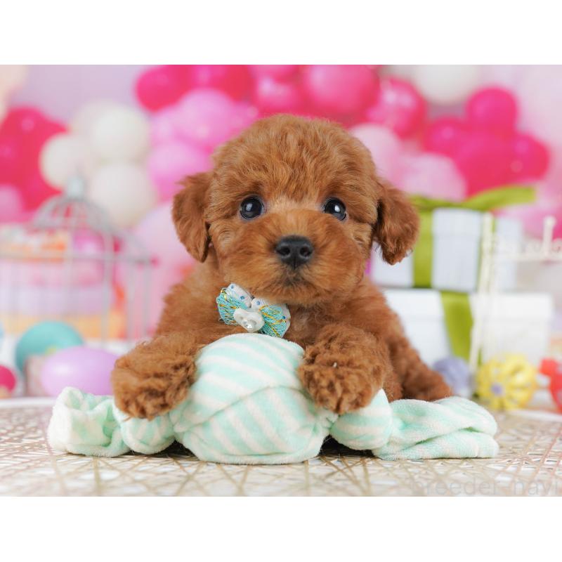 販売中の千葉県のトイプードル-436194