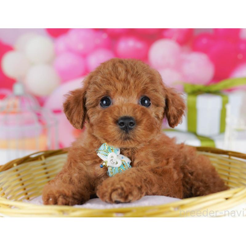 販売中の千葉県のトイプードル-436194の11枚目