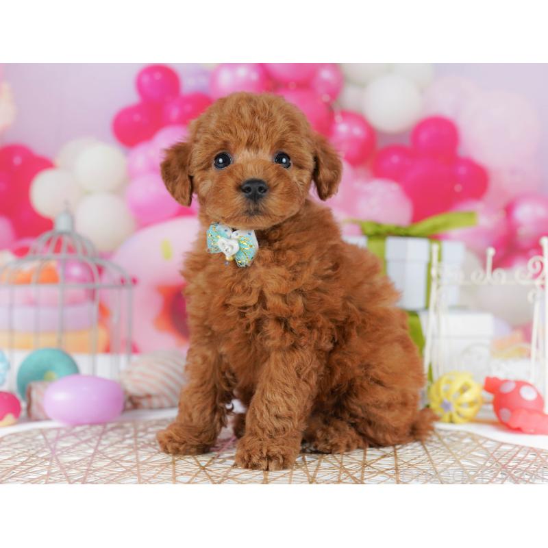 販売中の千葉県のトイプードル-436194の8枚目