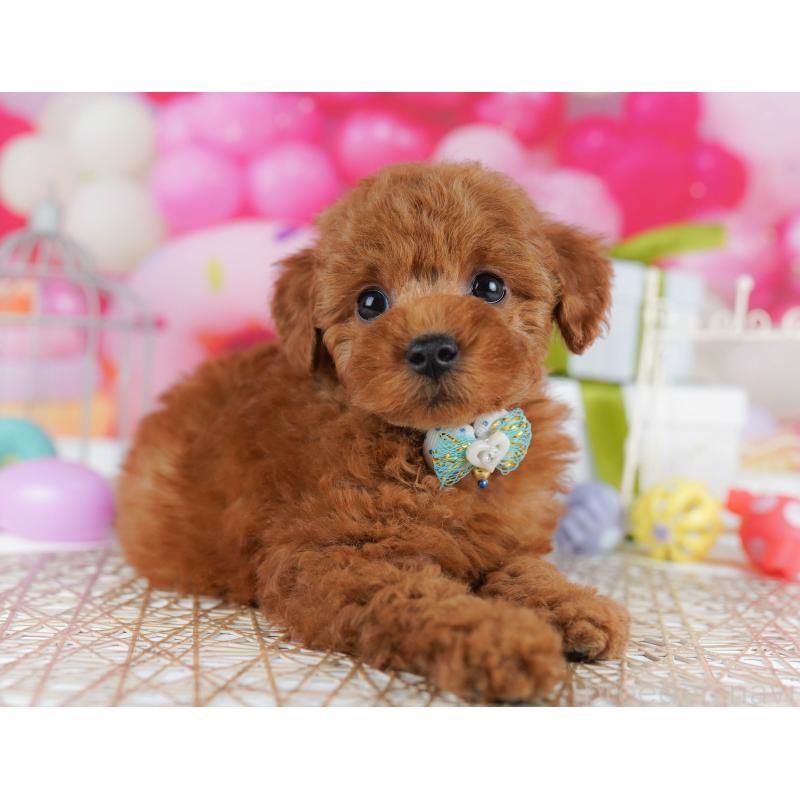 販売中の千葉県のトイプードル-436194の7枚目