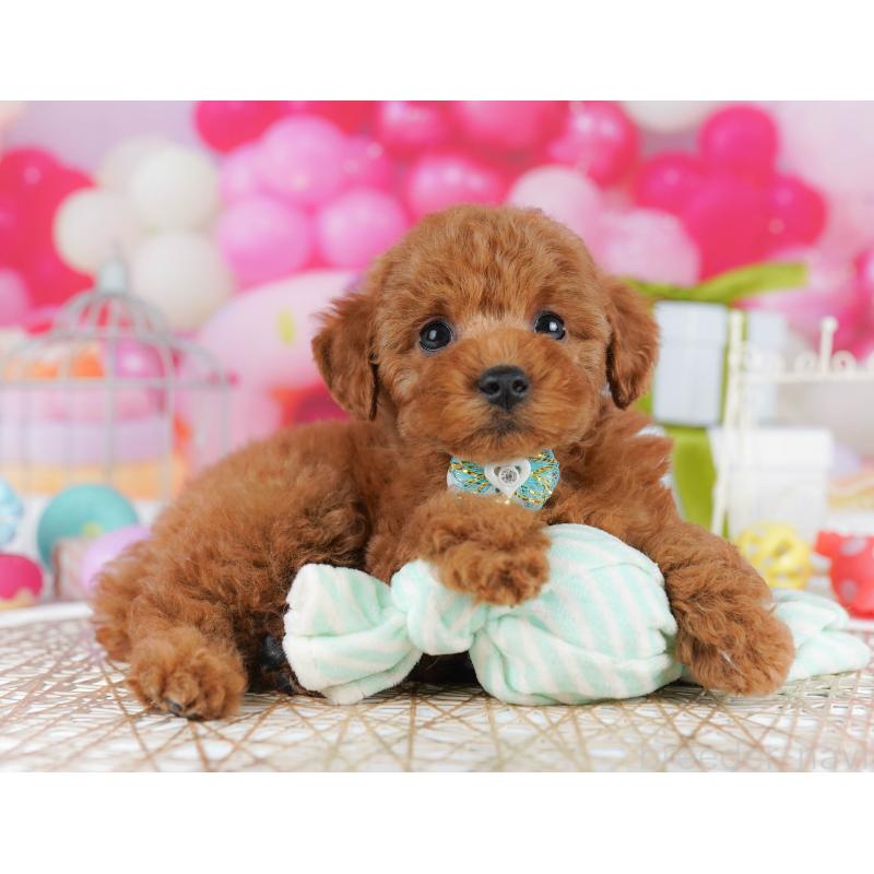 販売中の千葉県のトイプードル-436194の6枚目