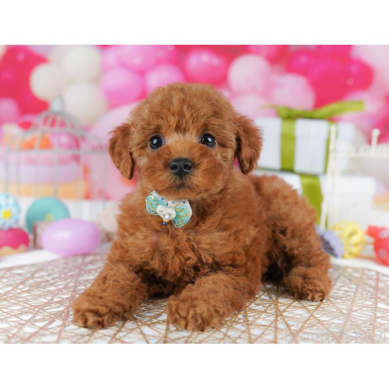 販売中の千葉県のトイプードル-436194の4枚目