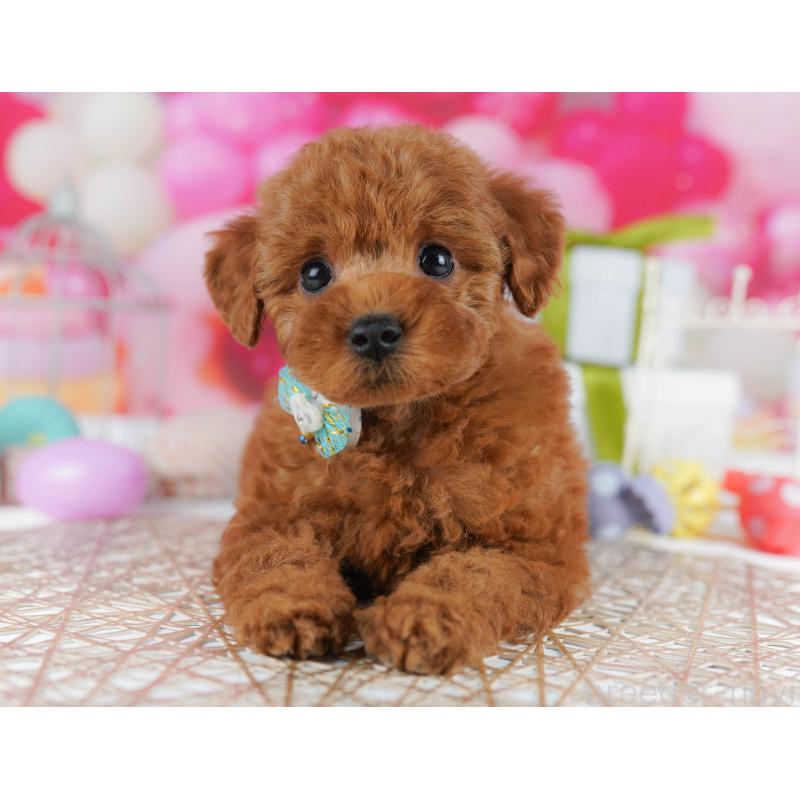 販売中の千葉県のトイプードル-436194の3枚目