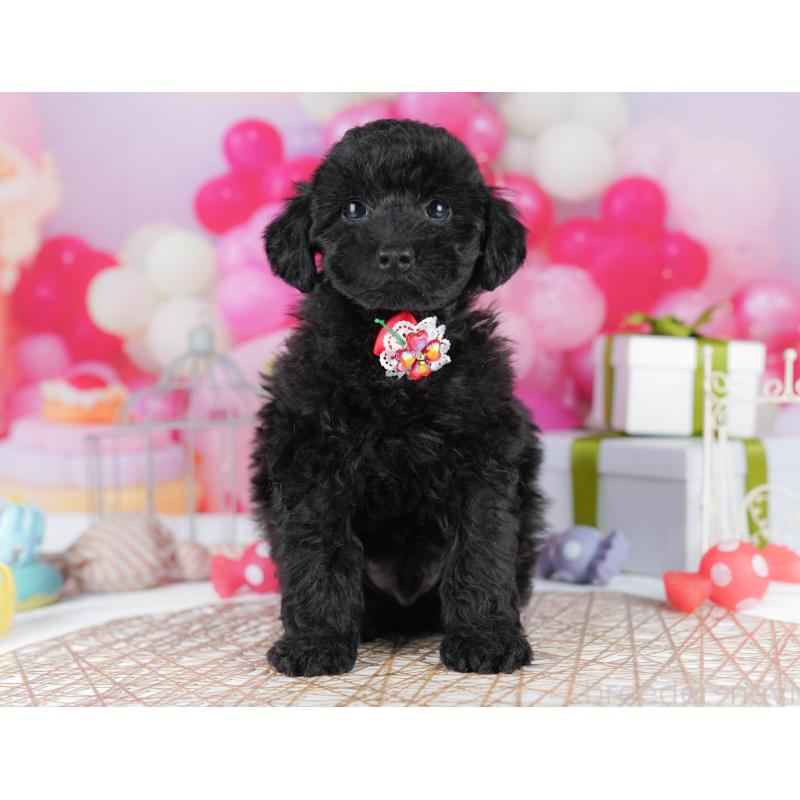 販売中の千葉県のトイプードル-436191