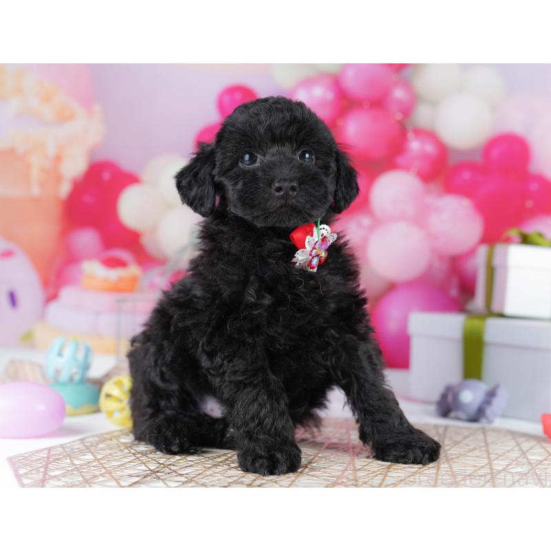 販売中の千葉県のトイプードル-436191の10枚目