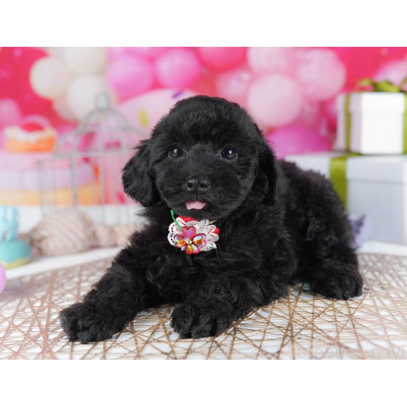 販売中の千葉県のトイプードル-436191の9枚目