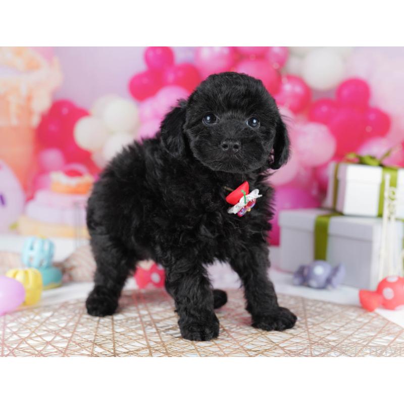 販売中の千葉県のトイプードル-436191の8枚目