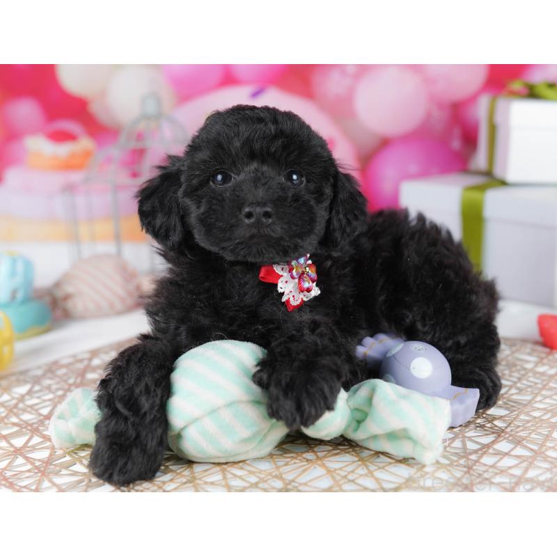 販売中の千葉県のトイプードル-436191の7枚目