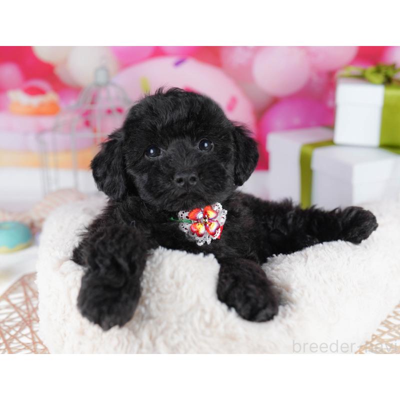 販売中の千葉県のトイプードル-436191の6枚目