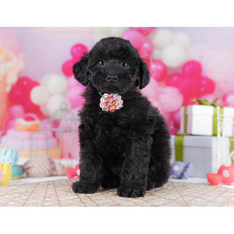 販売中の千葉県のトイプードル-436191の5枚目