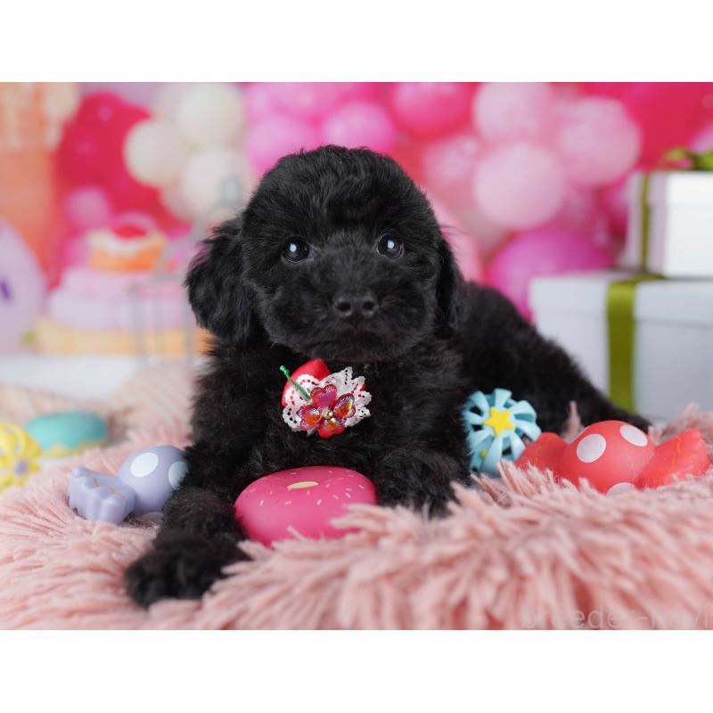 販売中の千葉県のトイプードル-436191の4枚目