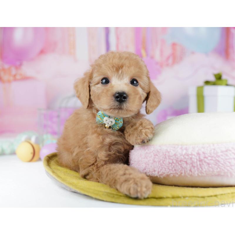 販売中の千葉県のトイプードル-436190の9枚目