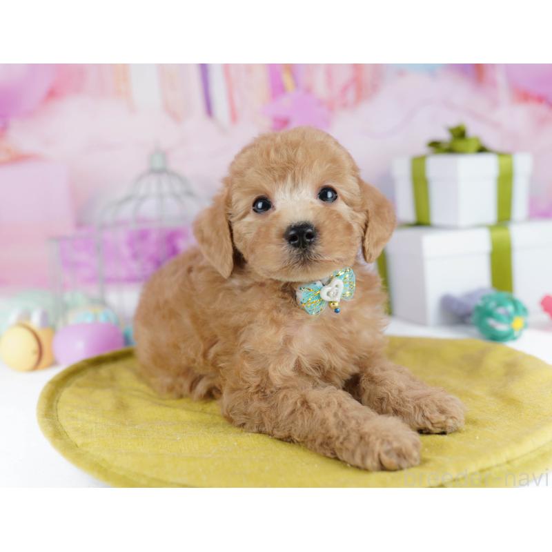 販売中の千葉県のトイプードル-436190の6枚目