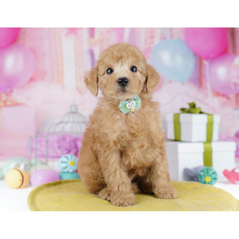 販売中の千葉県のトイプードル-436190の3枚目