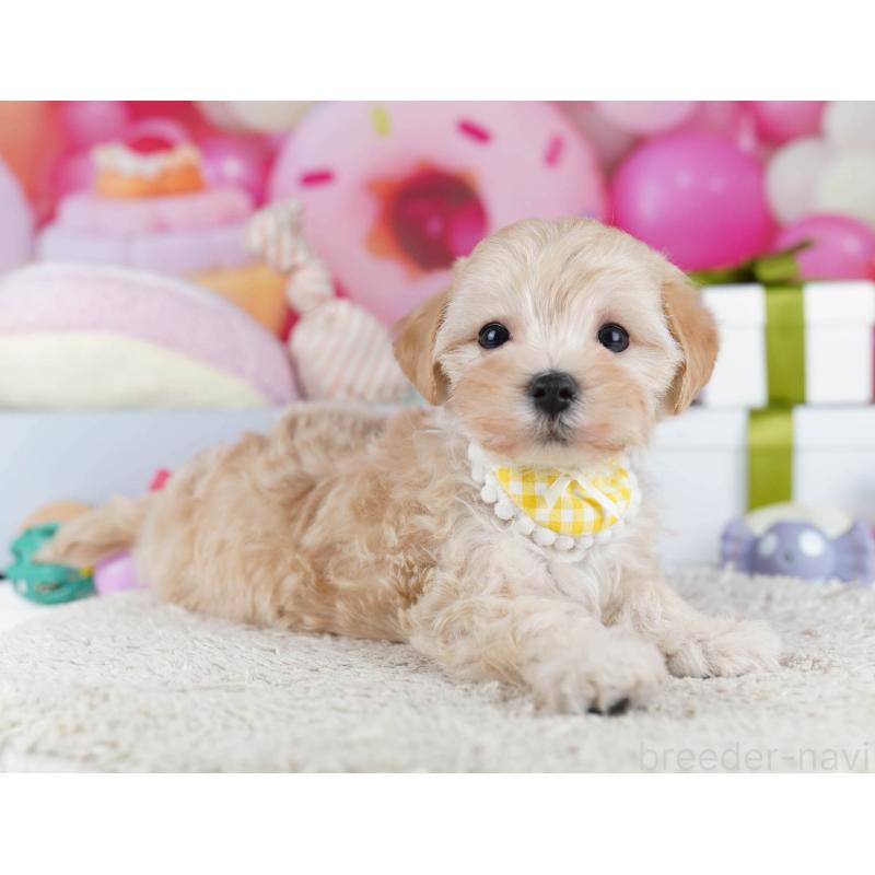 販売中の千葉県のマルプー:マルチーズ×トイプードル-436188の10枚目