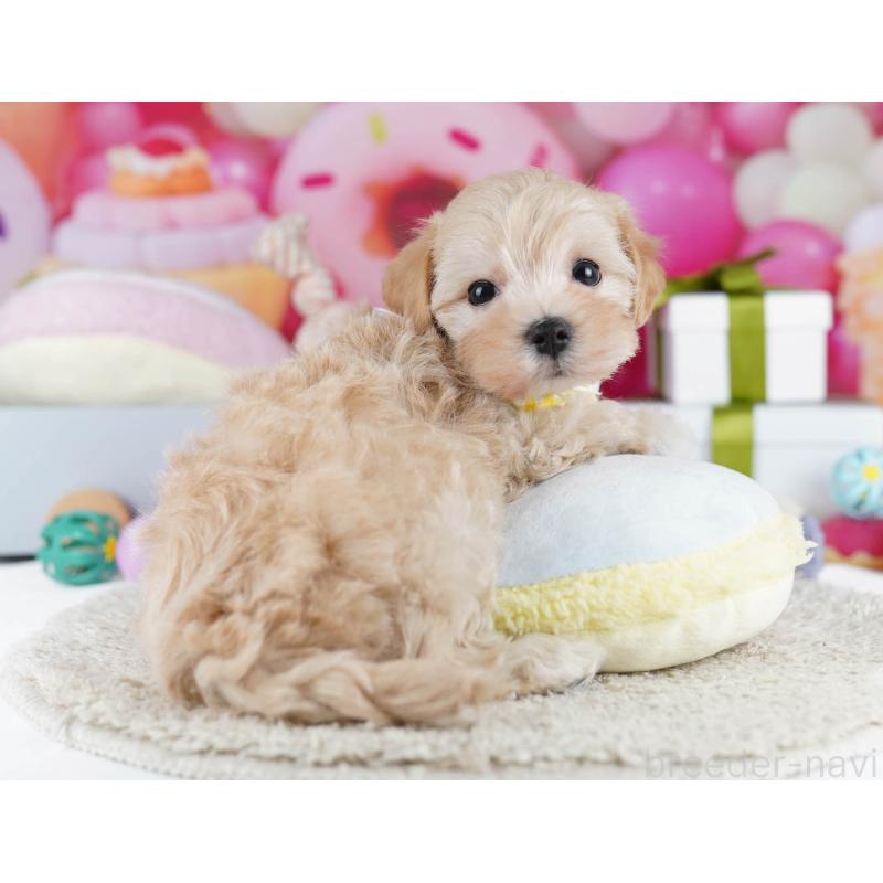 販売中の千葉県のマルプー:マルチーズ×トイプードル-436188の7枚目