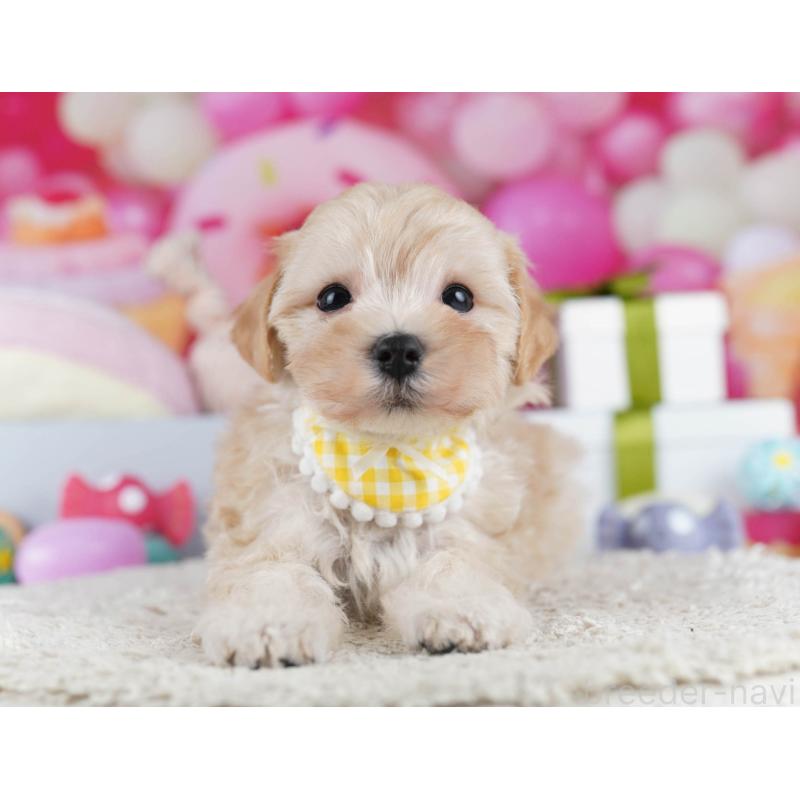 販売中の千葉県のマルプー:マルチーズ×トイプードル-436188の5枚目