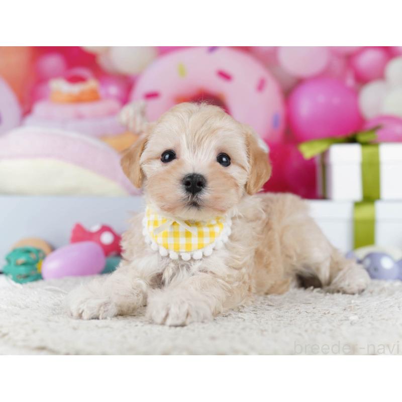 販売中の千葉県のマルプー:マルチーズ×トイプードル-436188の4枚目