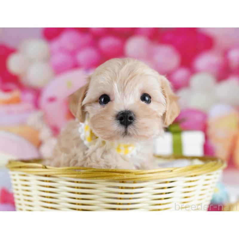 販売中の千葉県のマルプー:マルチーズ×トイプードル-436188の3枚目