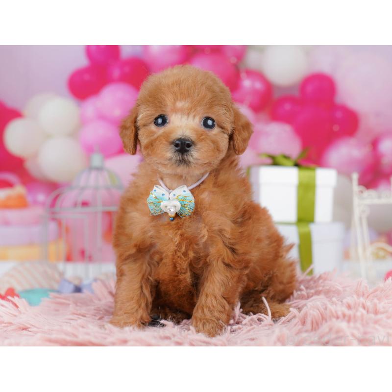 販売中の千葉県のトイプードル-436186