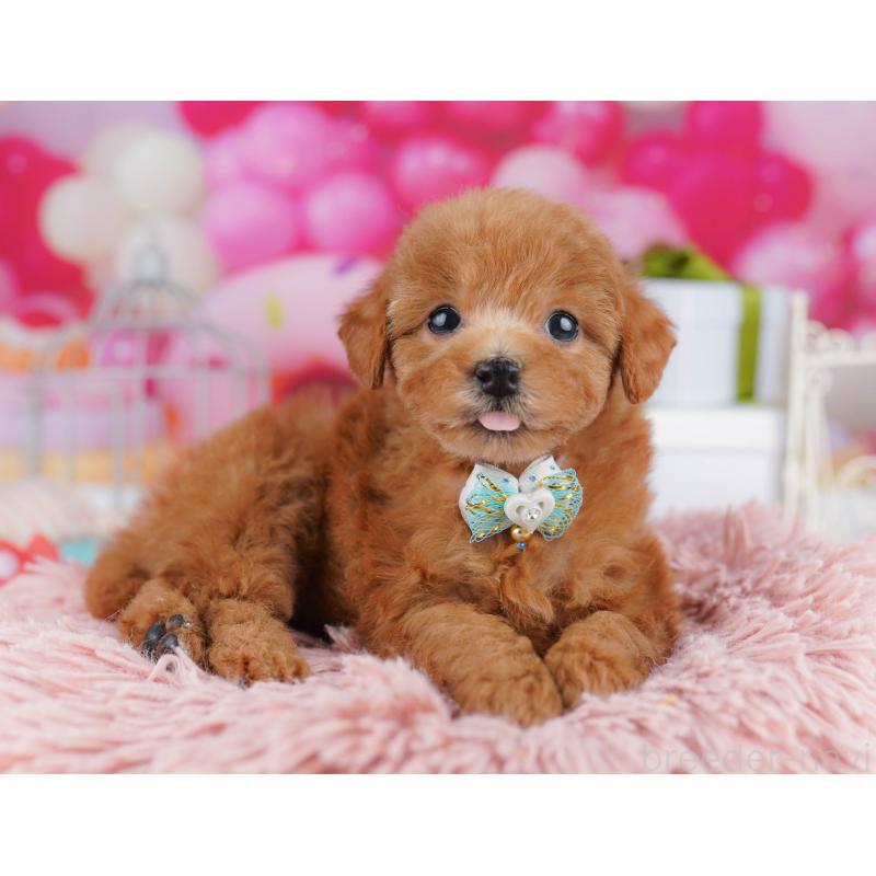 販売中の千葉県のトイプードル-436186の11枚目