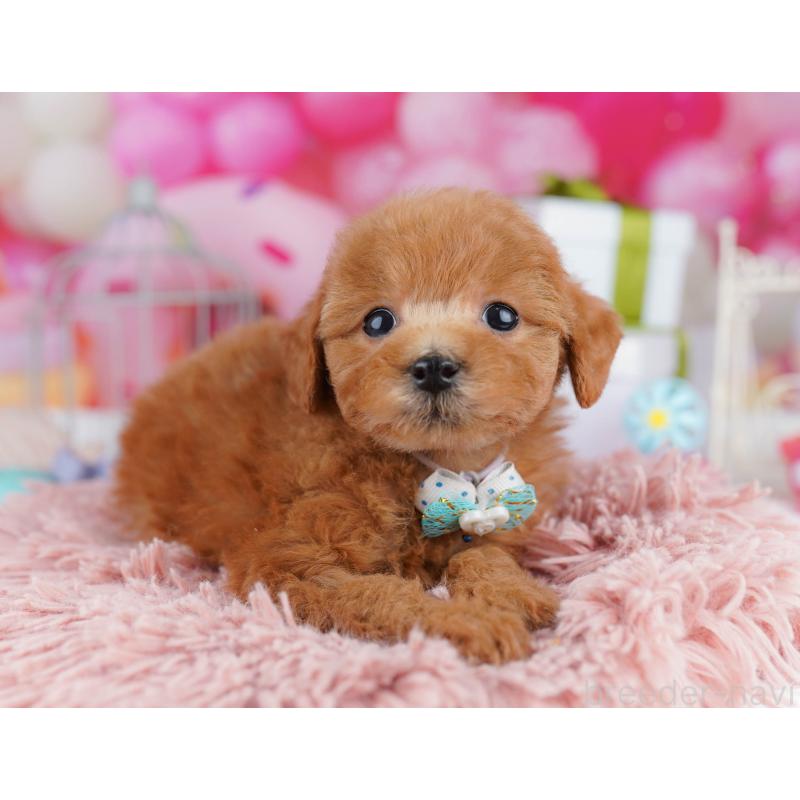 販売中の千葉県のトイプードル-436186の10枚目