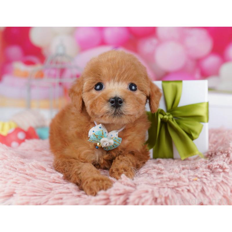 販売中の千葉県のトイプードル-436186の8枚目