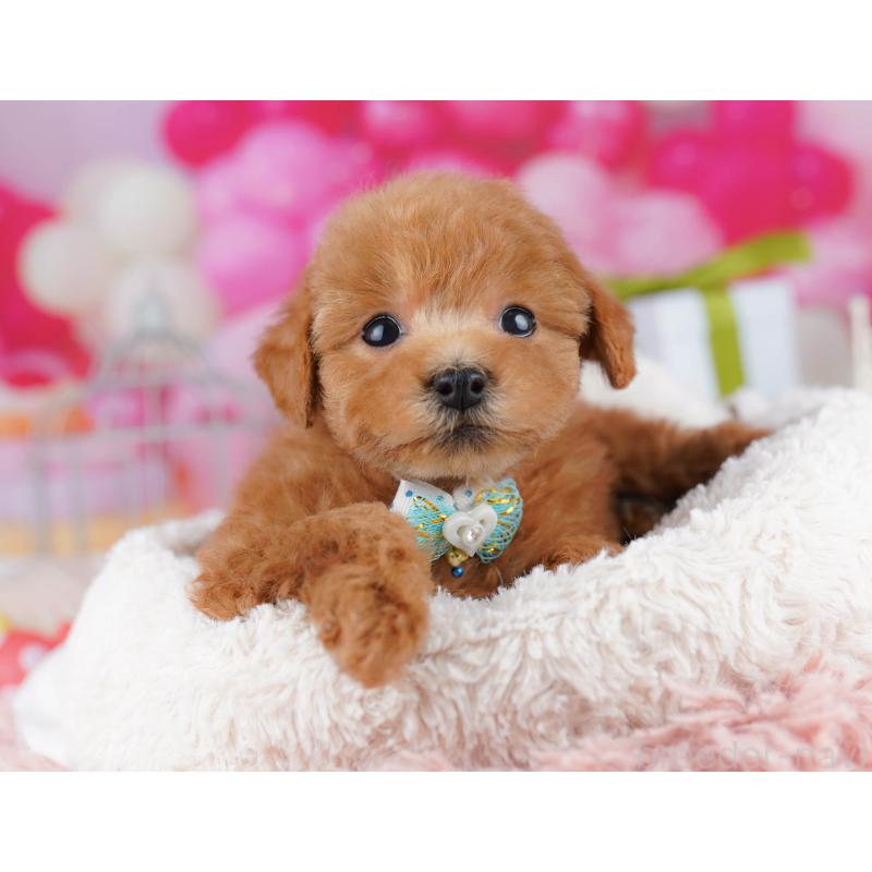 販売中の千葉県のトイプードル-436186の7枚目