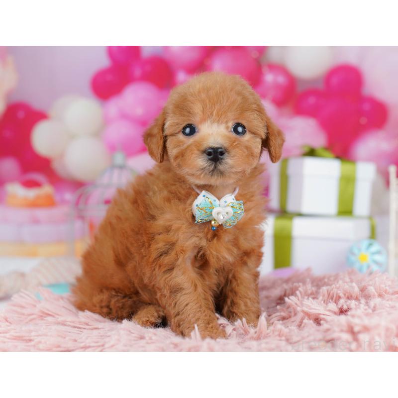 販売中の千葉県のトイプードル-436186の6枚目