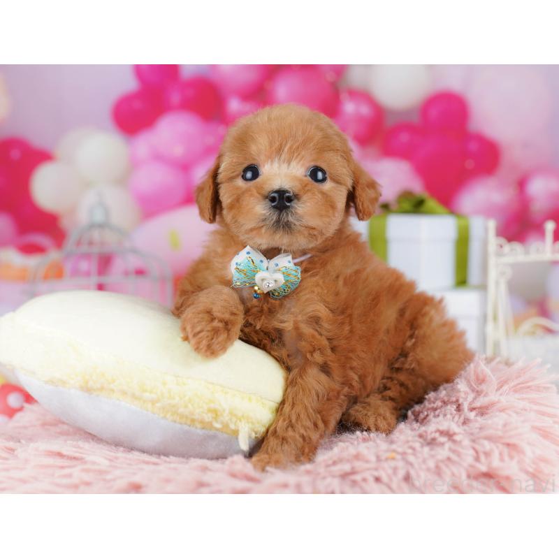 販売中の千葉県のトイプードル-436186の5枚目