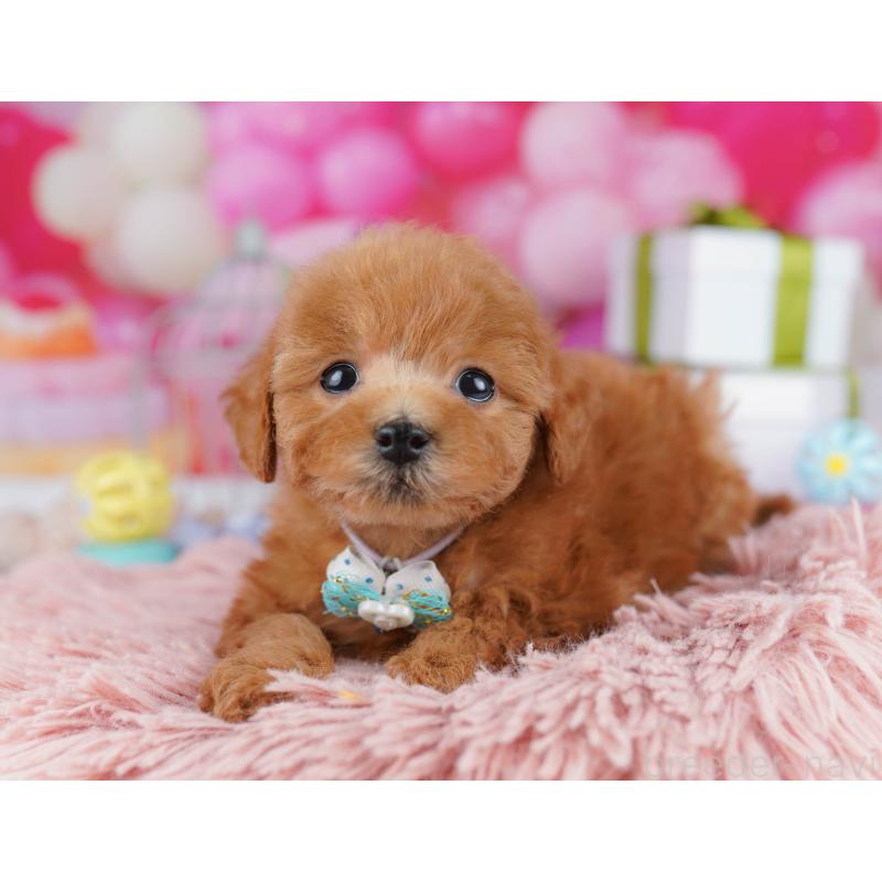 販売中の千葉県のトイプードル-436186の4枚目