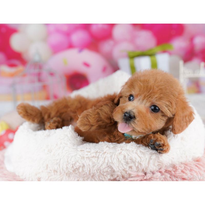 販売中の千葉県のトイプードル-436186の3枚目